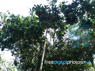 Fruit Tree Stock Photo