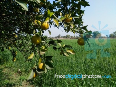 Fruit Tree Stock Photo