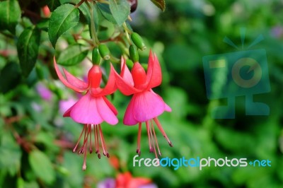 Fuchsia Flower Stock Photo