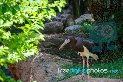 Fuengirola, Andalucia/spain - July 4 : Abdim's Stork In The Biop… Stock Photo