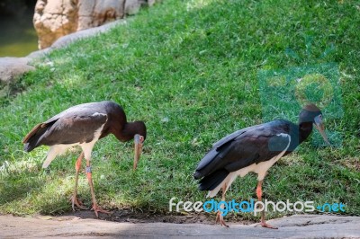 Fuengirola, Andalucia/spain - July 4 : Abdim's Stork In The Biop… Stock Photo