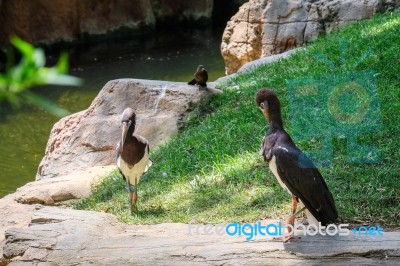 Fuengirola, Andalucia/spain - July 4 : Abdim's Stork In The Biop… Stock Photo