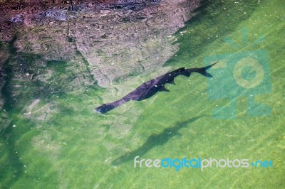 Fuengirola, Andalucia/spain - July 4 : American Paddlefish (poly… Stock Photo