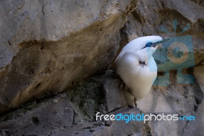 Fuengirola, Andalucia/spain - July 4 : Bali Starling (leucopsar Stock Photo