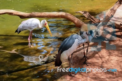 Fuengirola, Andalucia/spain - July 4 : Black Crowned Cranes And Stock Photo