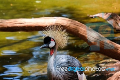 Fuengirola, Andalucia/spain - July 4 : Black Crowned Cranes At T… Stock Photo