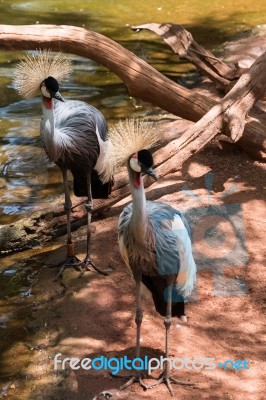 Fuengirola, Andalucia/spain - July 4 : Black Crowned Cranes At T… Stock Photo