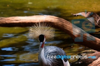 Fuengirola, Andalucia/spain - July 4 : Black Crowned Cranes At T… Stock Photo