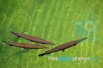 Fuengirola, Andalucia/spain - July 4 : Florida Gar (lepisosteus Stock Photo