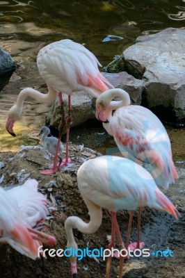 Fuengirola, Andalucia/spain - July 4 : Greater Flamingos (phoeni… Stock Photo