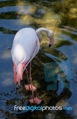 Fuengirola, Andalucia/spain - July 4 : Greater Flamingos (phoeni… Stock Photo