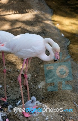 Fuengirola, Andalucia/spain - July 4 : Greater Flamingos (phoeni… Stock Photo