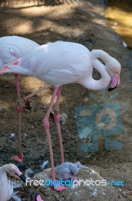 Fuengirola, Andalucia/spain - July 4 : Greater Flamingos (phoeni… Stock Photo