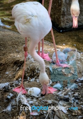 Fuengirola, Andalucia/spain - July 4 : Greater Flamingos (phoeni… Stock Photo