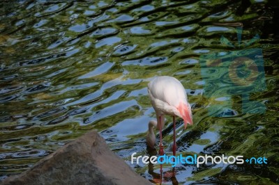 Fuengirola, Andalucia/spain - July 4 : Greater Flamingos (phoeni… Stock Photo