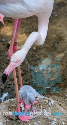 Fuengirola, Andalucia/spain - July 4 : Greater Flamingos (phoeni… Stock Photo