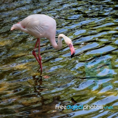 Fuengirola, Andalucia/spain - July 4 : Greater Flamingos (phoeni… Stock Photo