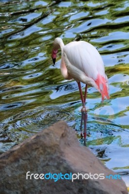 Fuengirola, Andalucia/spain - July 4 : Greater Flamingos (phoeni… Stock Photo