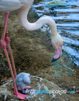 Fuengirola, Andalucia/spain - July 4 : Greater Flamingos (phoeni… Stock Photo