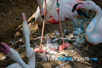 Fuengirola, Andalucia/spain - July 4 : Greater Flamingos (phoeni… Stock Photo