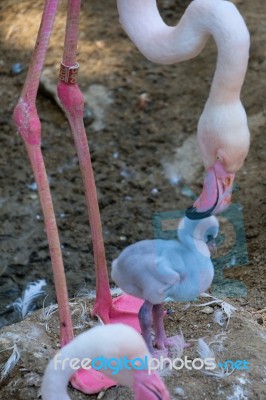 Fuengirola, Andalucia/spain - July 4 : Greater Flamingos (phoeni… Stock Photo