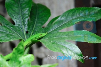 Fuengirola, Andalucia/spain - July 4 : Green Mamba (dendroaspis Stock Photo