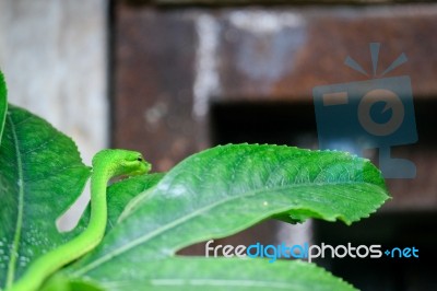 Fuengirola, Andalucia/spain - July 4 : Green Mamba (dendroaspis Stock Photo