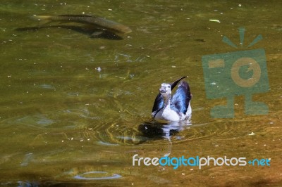 Fuengirola, Andalucia/spain - July 4 : Knob-billed Duck (sarkidi… Stock Photo