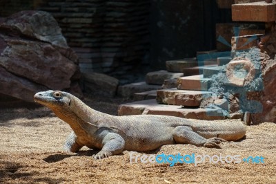 Fuengirola, Andalucia/spain - July 4 : Komodo Dragon (varanus Ko… Stock Photo