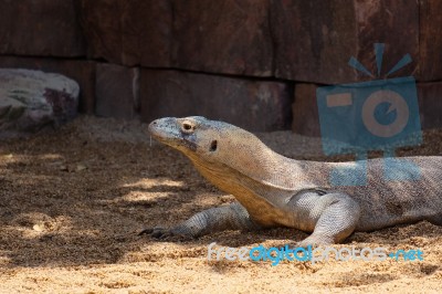 Fuengirola, Andalucia/spain - July 4 : Komodo Dragon (varanus Ko… Stock Photo