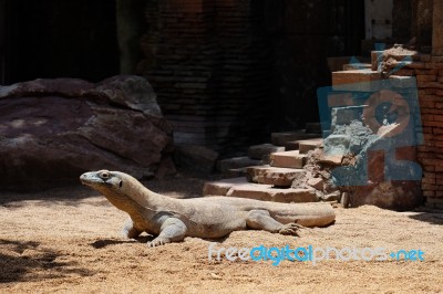 Fuengirola, Andalucia/spain - July 4 : Komodo Dragon (varanus Ko… Stock Photo