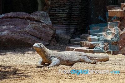 Fuengirola, Andalucia/spain - July 4 : Komodo Dragon (varanus Ko… Stock Photo