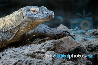 Fuengirola, Andalucia/spain - July 4 : Komodo Dragon (varanus Ko… Stock Photo