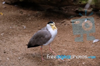 Fuengirola, Andalucia/spain - July 4 : Masked Lapwing (vanellus Stock Photo