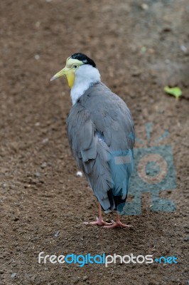 Fuengirola, Andalucia/spain - July 4 : Masked Lapwing (vanellus Stock Photo