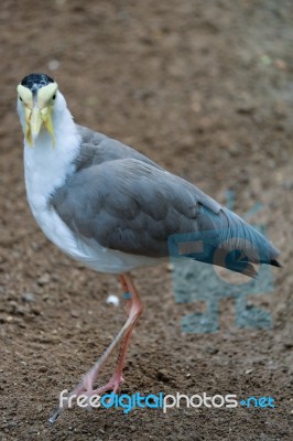 Fuengirola, Andalucia/spain - July 4 : Masked Lapwing (vanellus Stock Photo