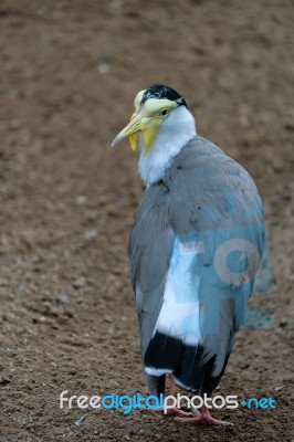 Fuengirola, Andalucia/spain - July 4 : Masked Lapwing (vanellus Stock Photo