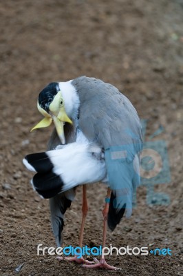 Fuengirola, Andalucia/spain - July 4 : Masked Lapwing (vanellus Stock Photo