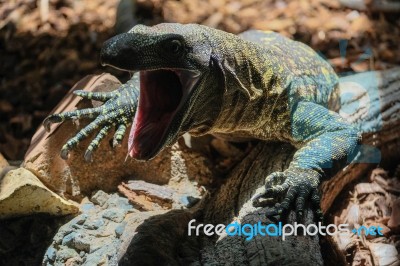 Fuengirola, Andalucia/spain - July 4 : Monitor Lizard At The Bio… Stock Photo