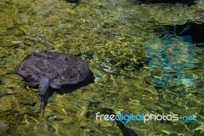 Fuengirola, Andalucia/spain - July 4 : Ray Swimming At The Biopa… Stock Photo