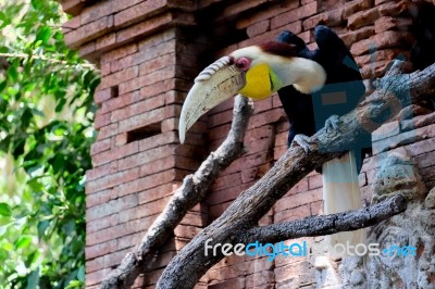 Fuengirola, Andalucia/spain - July 4 : Red-eyed Papuan Hornbill Stock Photo