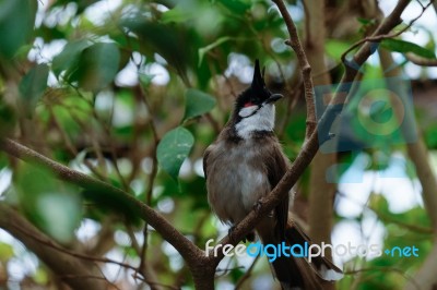 Fuengirola, Andalucia/spain - July 4 : Red-whiskered Bulbul (pyc… Stock Photo