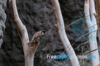 Fuengirola, Andalucia/spain - July 4 : Red-whiskered Bulbul (pyc… Stock Photo