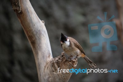 Fuengirola, Andalucia/spain - July 4 : Red-whiskered Bulbul (pyc… Stock Photo