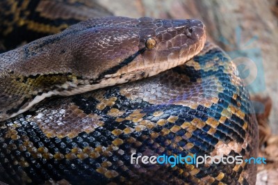 Fuengirola, Andalucia/spain - July 4 : Reticulated Python (pytho… Stock Photo