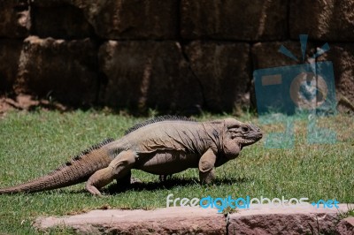 Fuengirola, Andalucia/spain - July 4 : Rhinoceros Iguana (cyclur… Stock Photo