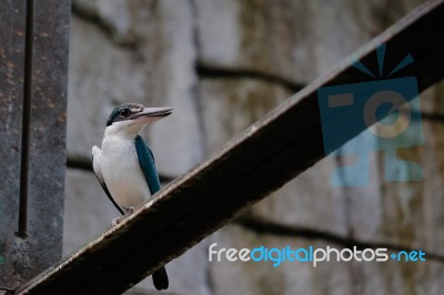 Fuengirola, Andalucia/spain - July 4 : Sacred Kingfisher (todira… Stock Photo