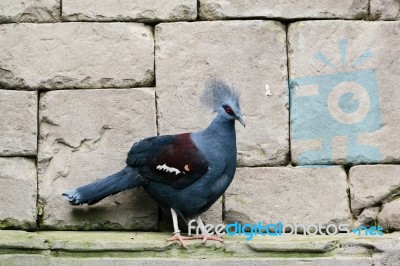 Fuengirola, Andalucia/spain - July 4 : Southern Crowned Pigeon (… Stock Photo