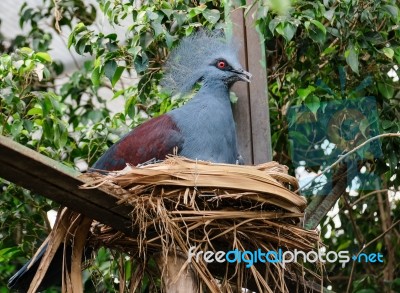 Fuengirola, Andalucia/spain - July 4 : Southern Crowned Pigeon (… Stock Photo