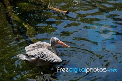 Fuengirola, Andalucia/spain - July 4 : Spot-billed Pelican (pele… Stock Photo